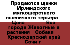 Продаются щенки Ирландского мягкошерстного пшеничного терьера › Цена ­ 30 000 - Все города Животные и растения » Собаки   . Краснодарский край,Сочи г.